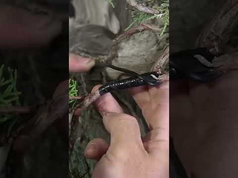 Juniper grafting. #shorts