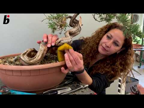 the greek oracle