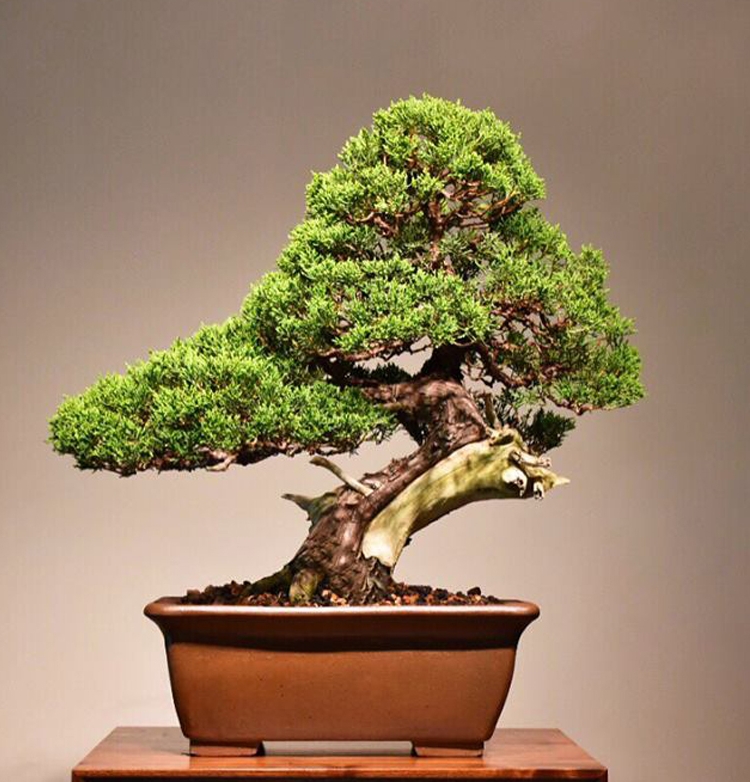 Bonsai Pioneer Mas Ishii & Michael Bonsai | Bonsai Bark
