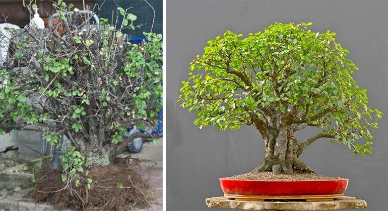 Wild Plum Bonsai, Before & After | Bonsai Bark