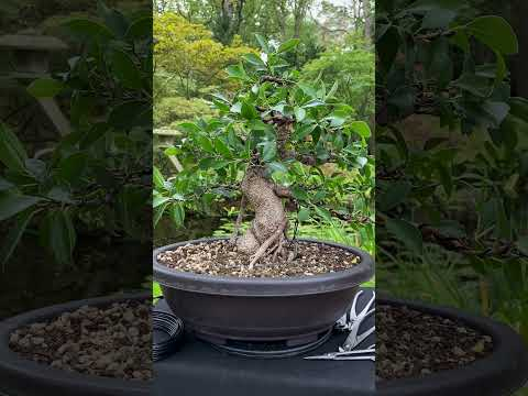 From simple plant to Bonsai tree - styling a Ficus #indoorbonsai #tropicalbonsai #bonsai