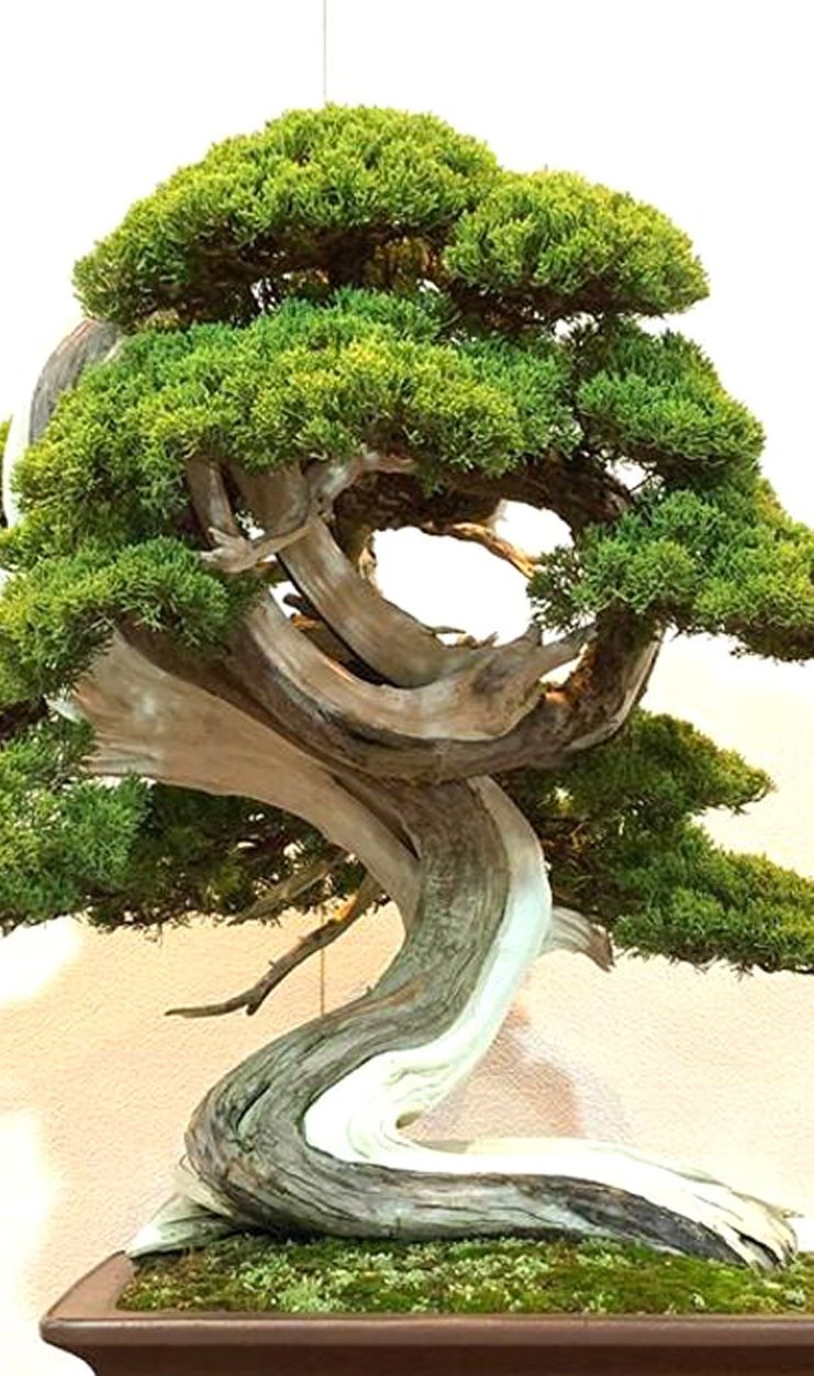 Loop the Loop Juniper Bonsai & Other Kokufu Treats | Bonsai Bark