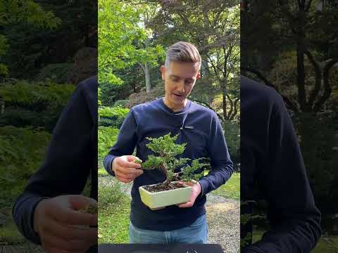 Making a small Juniper Bonsai #shorts