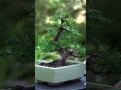 Making a Juniper Bonsai (2 year progression) #bonsai #juniper  #japan #bonsaitree