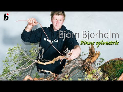 Chopped off pine