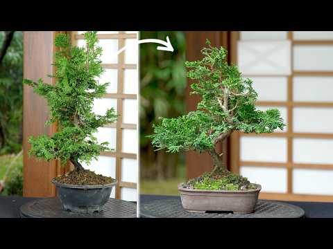 Hinoki cypress Bonsai creation