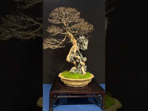 Bonsai trees at the Trophy Show #bonsai  #bonsaitree