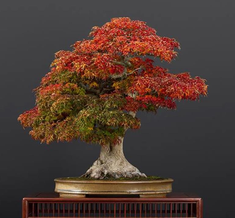 Three Magnificent Maples | Bonsai Bark