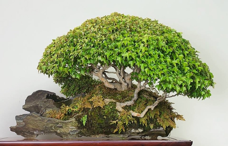 Maple Bonsai Perfection & New Lower Wire Prices | Bonsai Bark