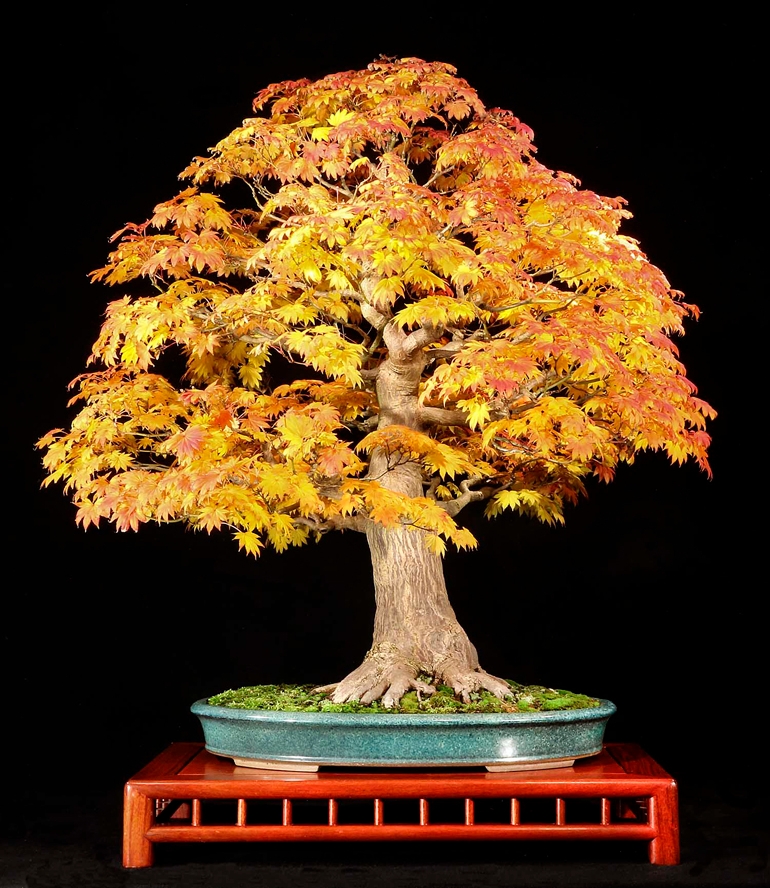 A Bonsai Feast for Tired Eyes | Bonsai Bark
