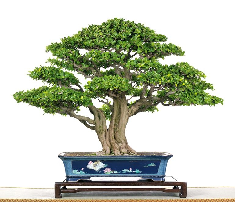 Great Pots Deserve Great Trees | Bonsai Bark