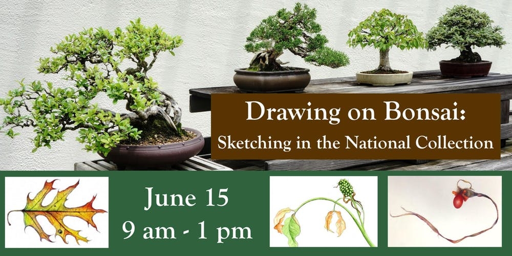 Drawing on Bonsai: Sketching in the National Collection