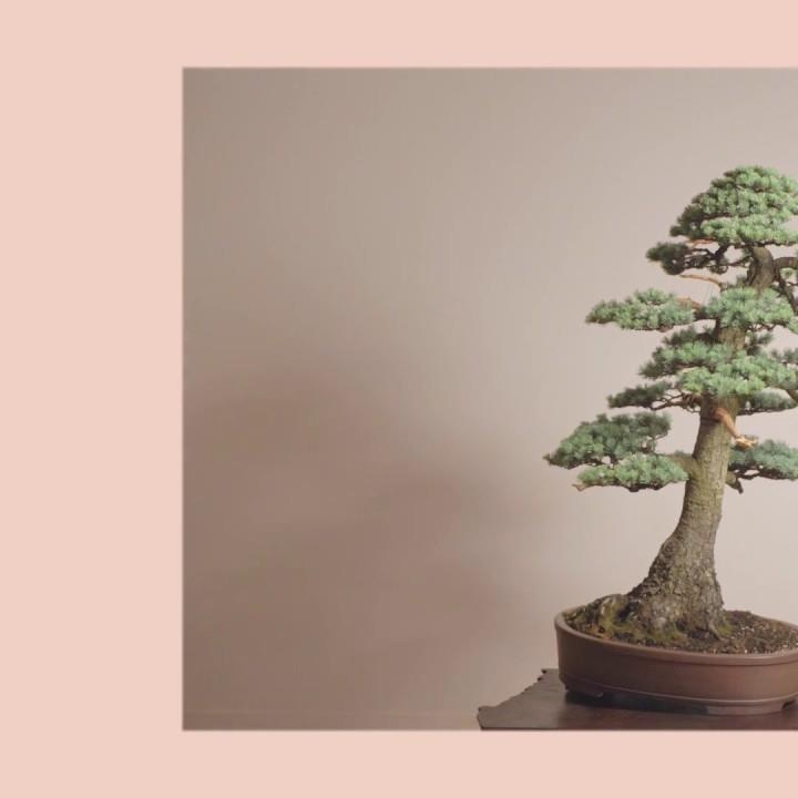 Such an amazing tree with an equally impressive