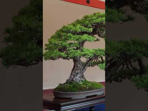 Temple Bonsai #artgallery #exhibition #bonsaitreesforbeginners #japan #japanese #temple