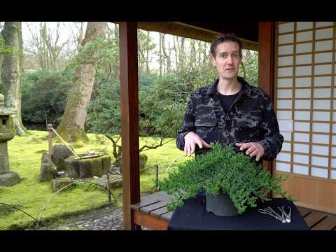 The big transformation of a Juniper Bonsai