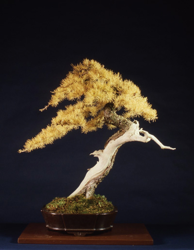American Larch & Other Bonsai at the 6th U.S. National Bonsai Exhibition | Bonsai Bark