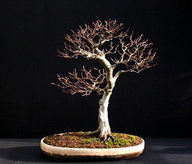 The Beginning of Bonsai Time | Bonsai Bark