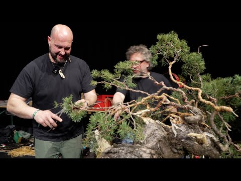 Mauro Stemberger Bonsai Demonstration (Trophy 2025)
