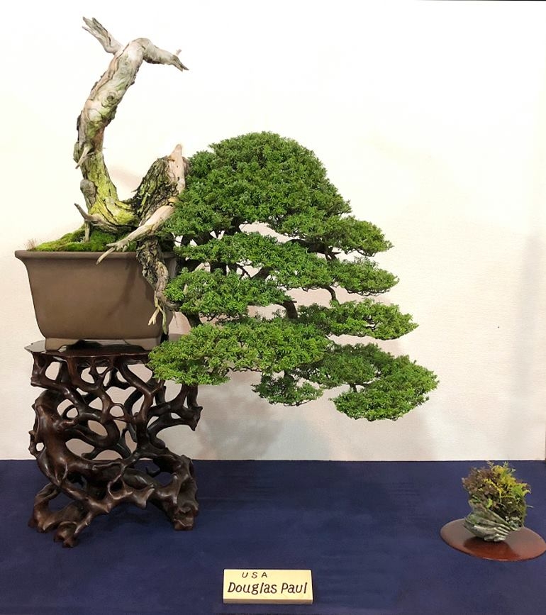 More Kokufu Bonsai! | Bonsai Bark
