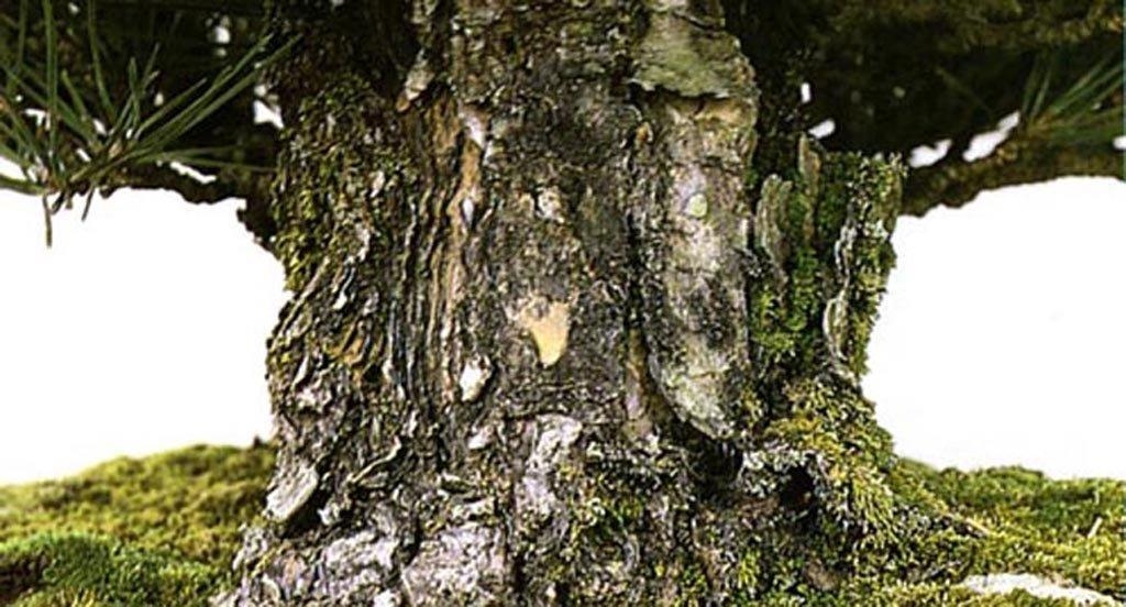 Visit Our New Stone Lantern Site for Your Bonsai Essentials – We’re Sure You’ll Like It! | Bonsai Bark