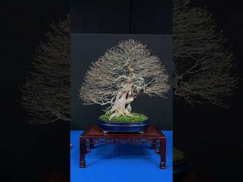 Bonsai beauties at the Trophy #bonsai show