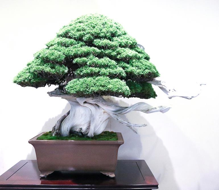 The Right Place at the Right Time | Bonsai Bark