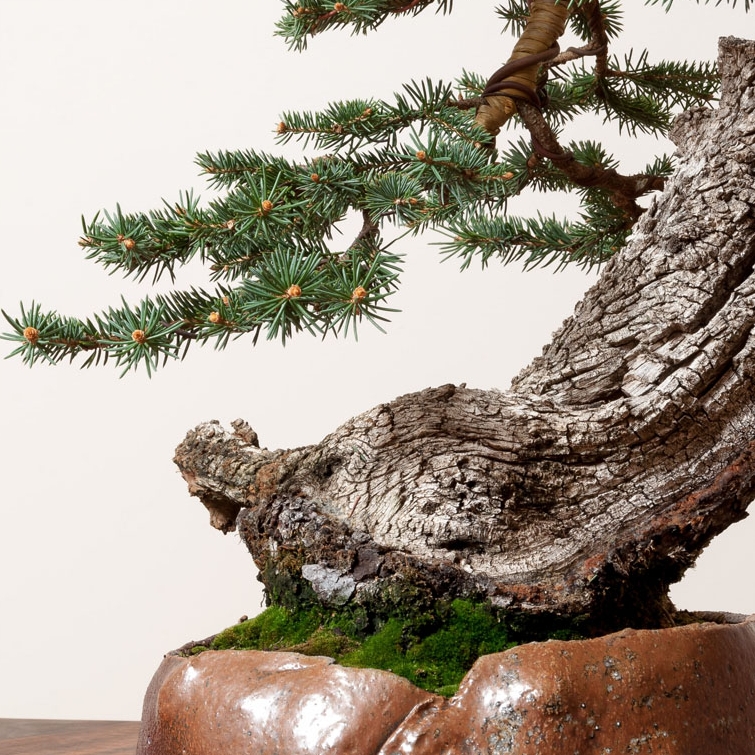 Three More Remarkable Yamadori | Bonsai Bark