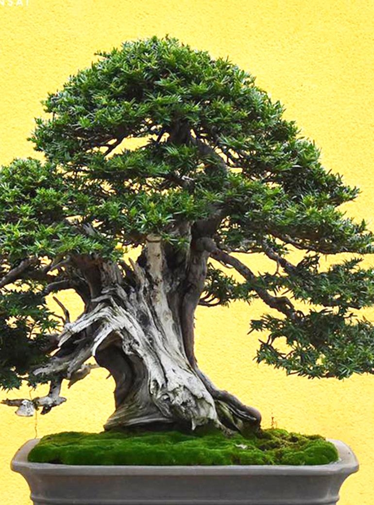 Two More Trees – Bonsai Tool Special Ends Tonight | Bonsai Bark