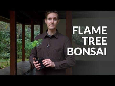 Flame tree Bonsai care (Delonix regia)