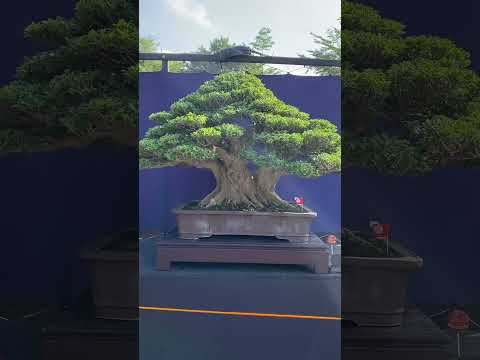 Bonsai from Indonesia #bonsaiindonesia #bonsai #bonsaitree #bonsaiserut #bonsaisancang