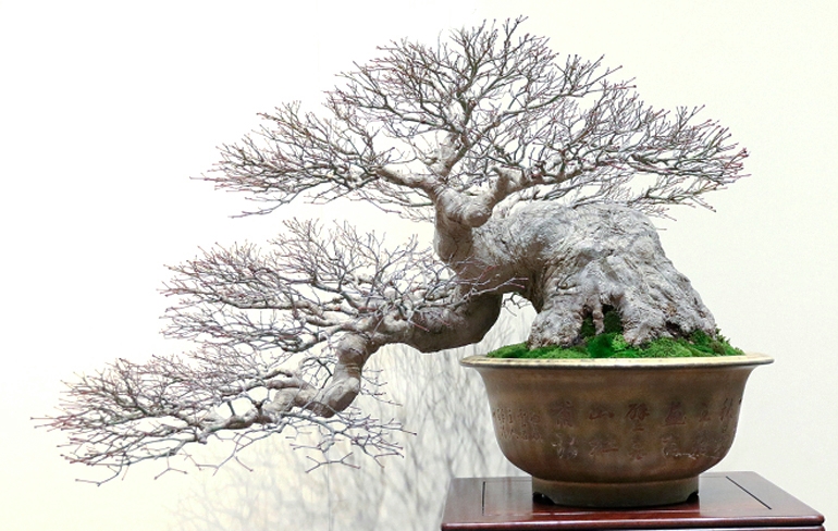 Fat Trunks, Small Pots | Bonsai Bark
