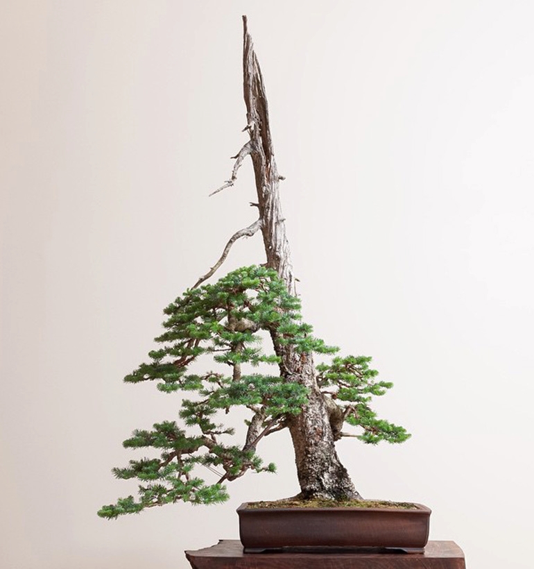 Great Close Ups and other Bonsai Wonders | Bonsai Bark