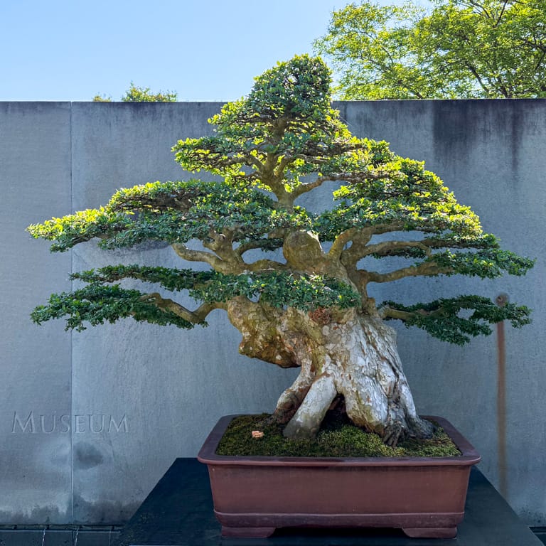 A visit to the National Bonsai & Penjing Museum
